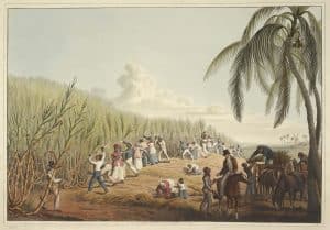 Enslaved People Cutting Sugar Cane